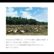 画像15: 二段棚付き日本製チェストベッド【Botvid】 PALMLOOP素材仕様 (15)