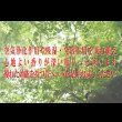画像8: 棚照明引出付畳ベッドA151　【動画説明付き】 選べる機能畳 (8)