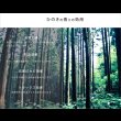 画像12: 高さ調整可能！棚・コンセント付き島根県産高知四万十産ひのき畳ベッド (12)
